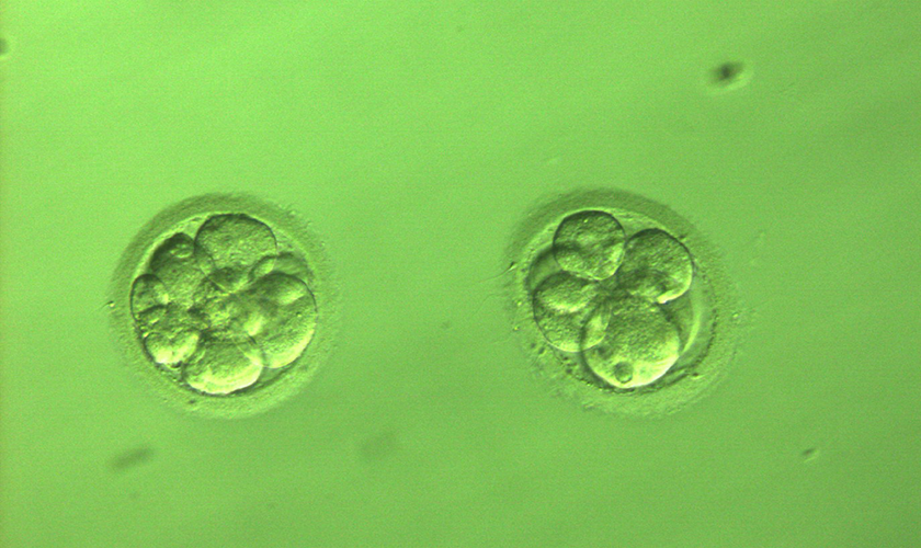 frozen_embryos840x500