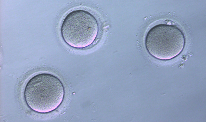 Oocytes_new_840x500